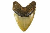 Fossil Megalodon Tooth - + Foot Prehistoric Shark #147788-2